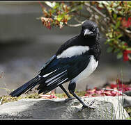 Eurasian Magpie