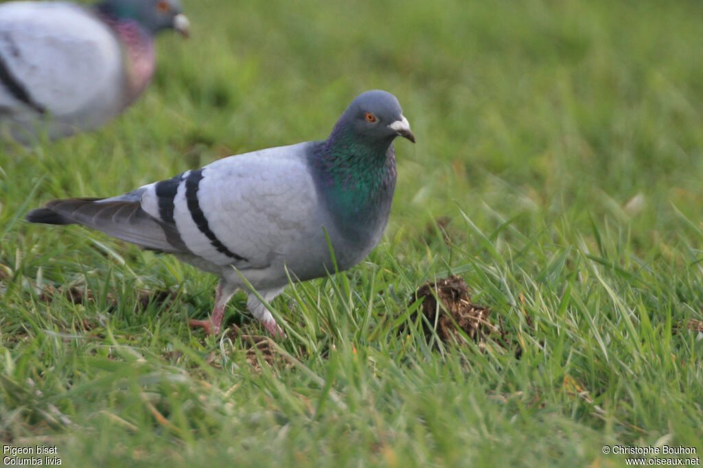 Rock Dove