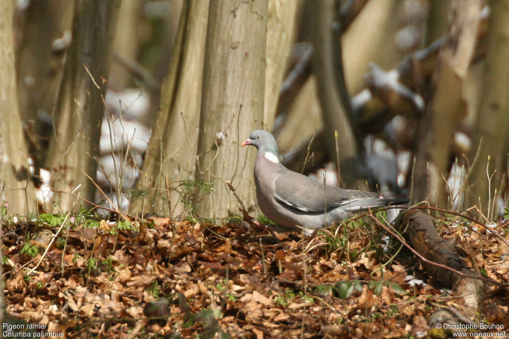 Common Wood Pigeon