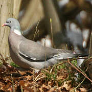 Common Wood Pigeon