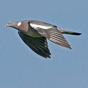 Common Wood Pigeon