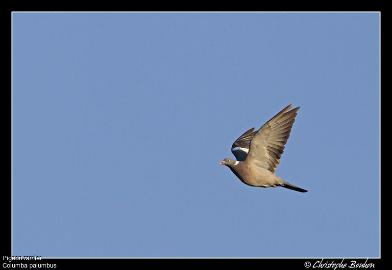 Pigeon ramier, Vol