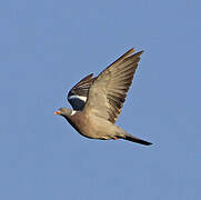 Common Wood Pigeon