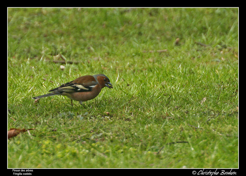 Common Chaffinch