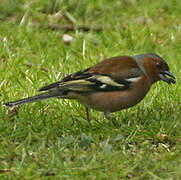 Eurasian Chaffinch