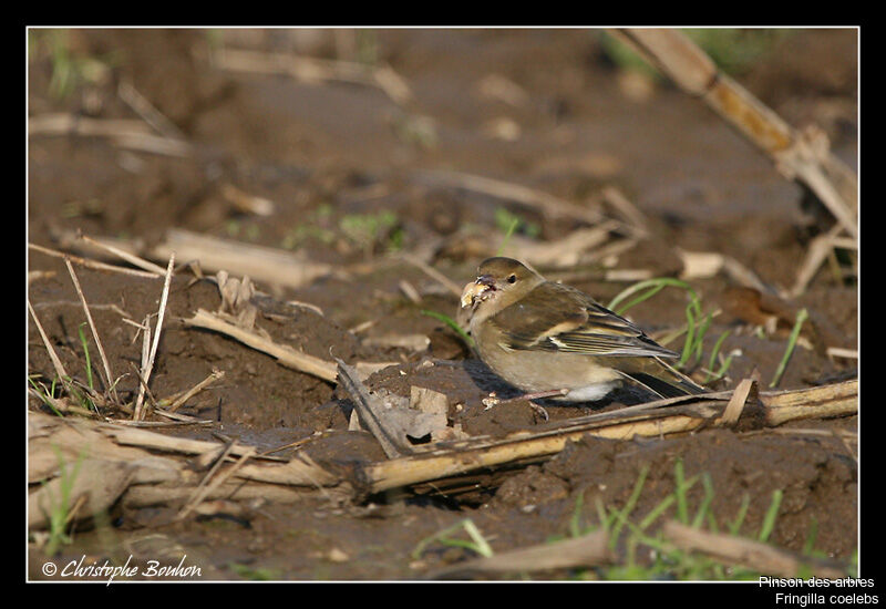 Common Chaffinch