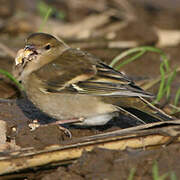 Common Chaffinch