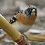 Brambling