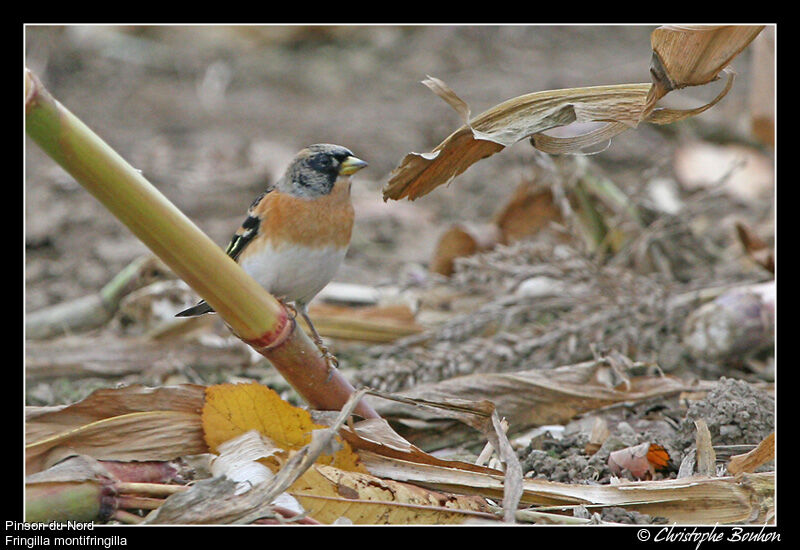 Brambling