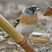 Brambling