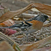 Brambling