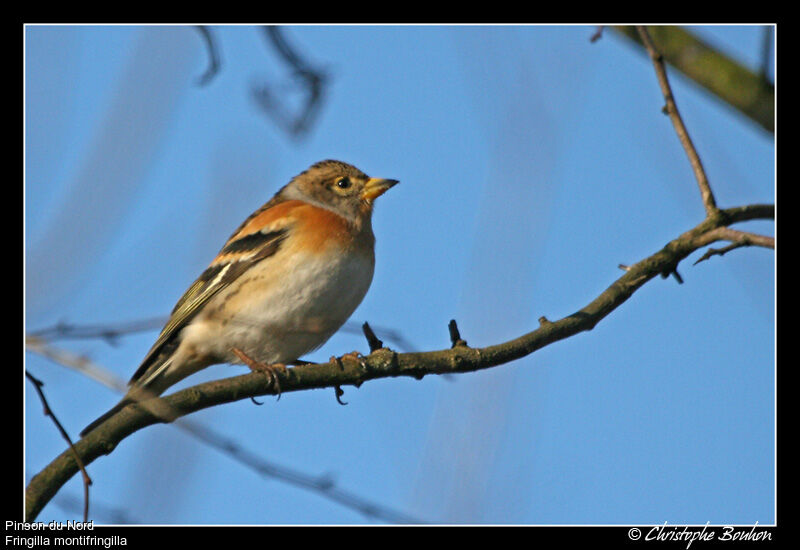 Brambling