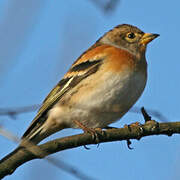 Brambling