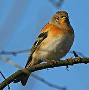 Brambling