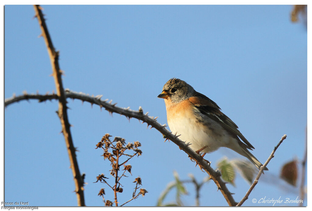 Brambling, identification