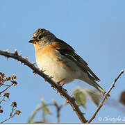 Brambling