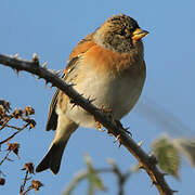 Brambling