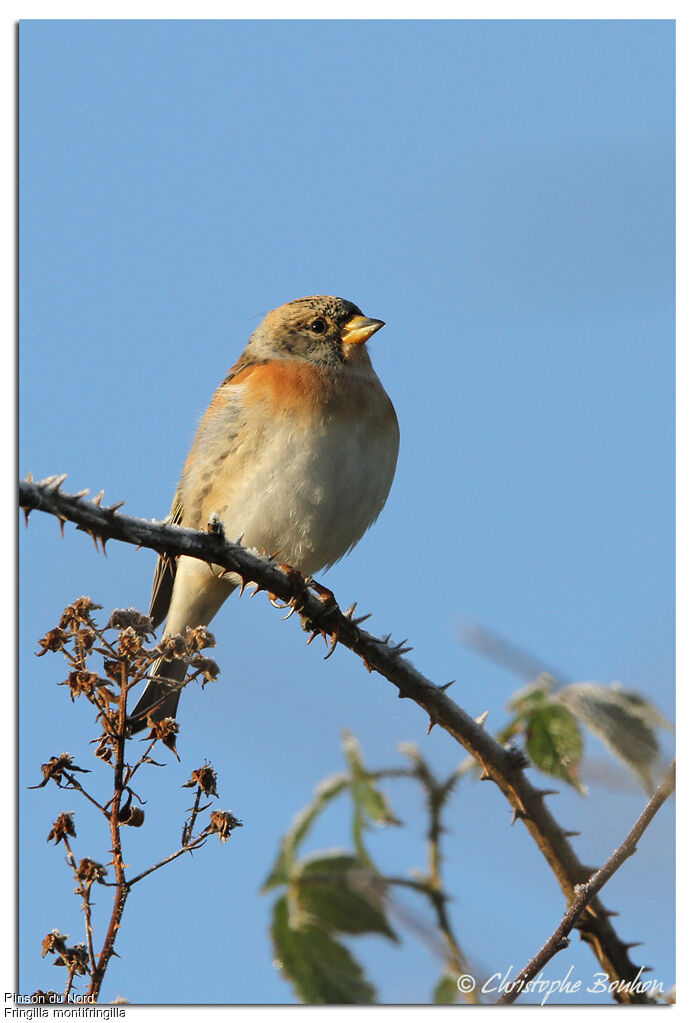 Pinson du Nord, identification