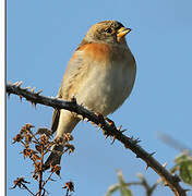 Brambling