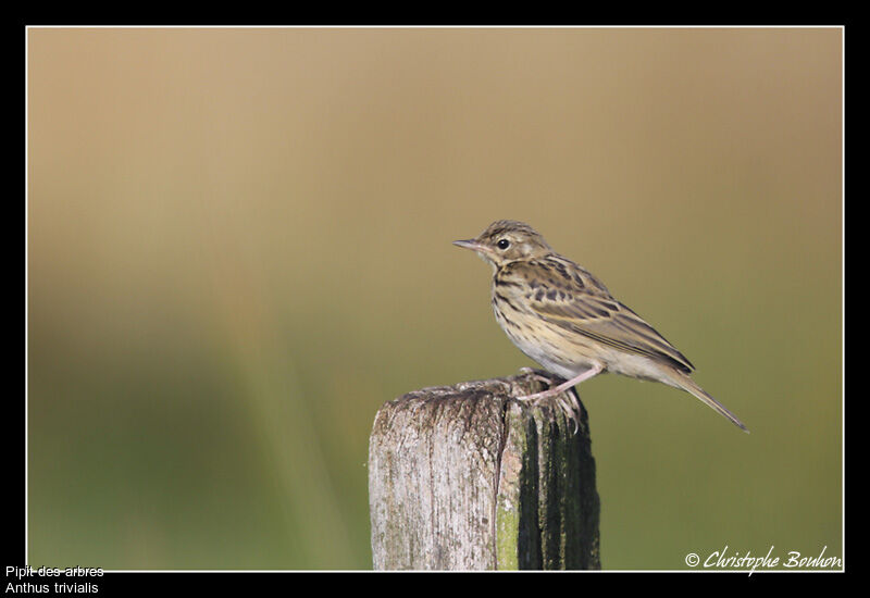 Pipit des arbres, identification