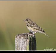 Tree Pipit