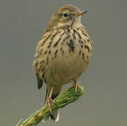 Meadow Pipit