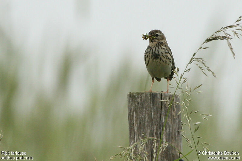 Pipit farlouseadulte