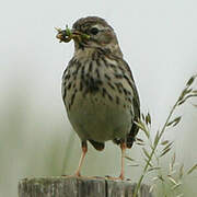 Pipit farlouse