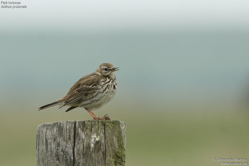 Meadow Pipit