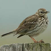 Meadow Pipit