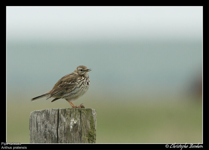 Pipit farlouse