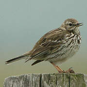 Meadow Pipit