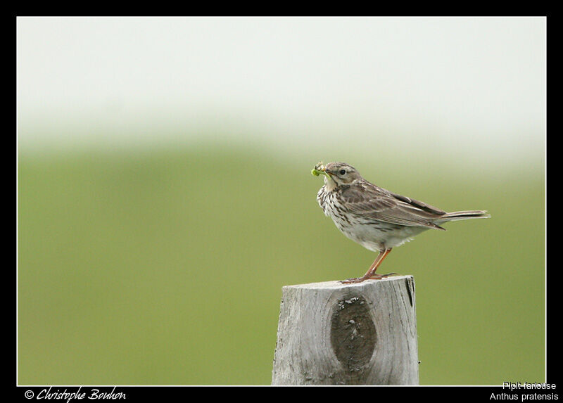 Pipit farlouse