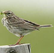 Pipit farlouse