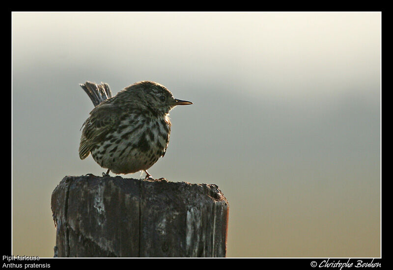 Meadow Pipit