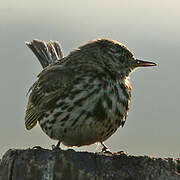 Pipit farlouse