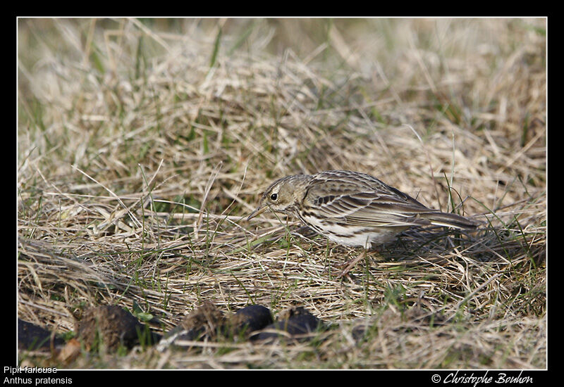 Pipit farlouse, identification, Comportement