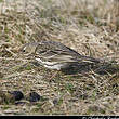 Pipit farlouse