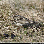 Pipit farlouse