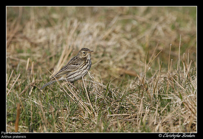 Meadow Pipit, identification, Behaviour