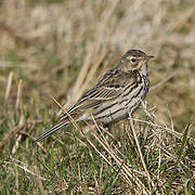 Pipit farlouse