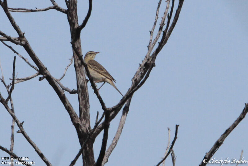 Tawny Pipit