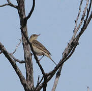 Pipit rousseline