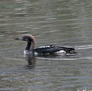 Black-throated Loon