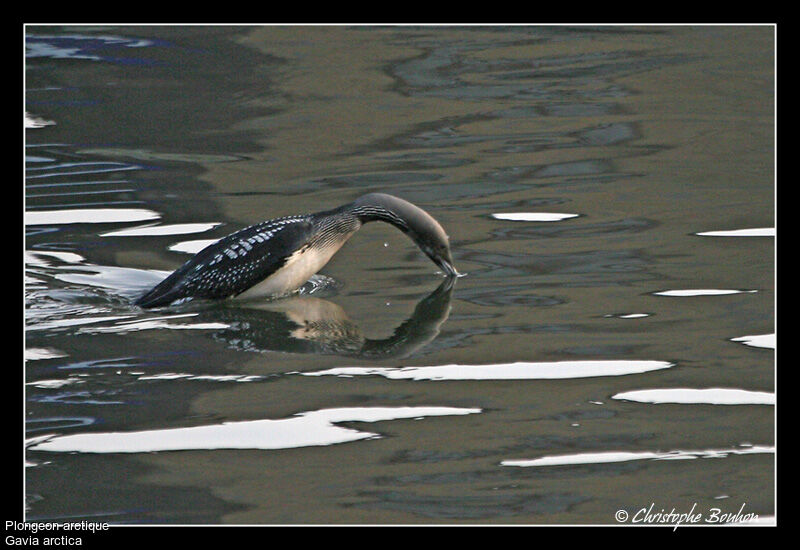 Black-throated Loon