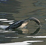 Plongeon arctique