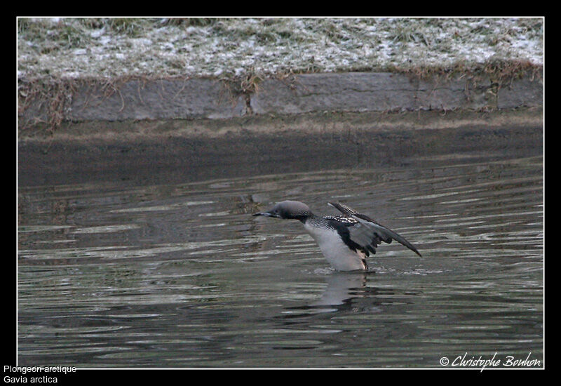 Plongeon arctique, identification