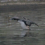 Black-throated Loon