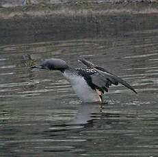 Plongeon arctique