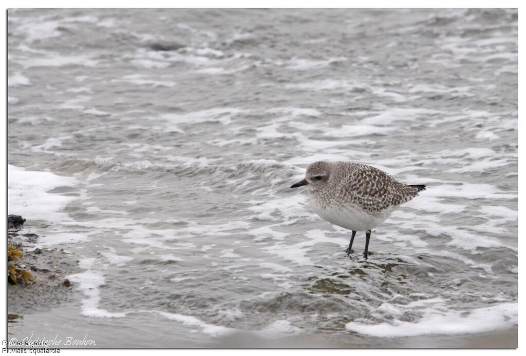 Grey Plover, identification